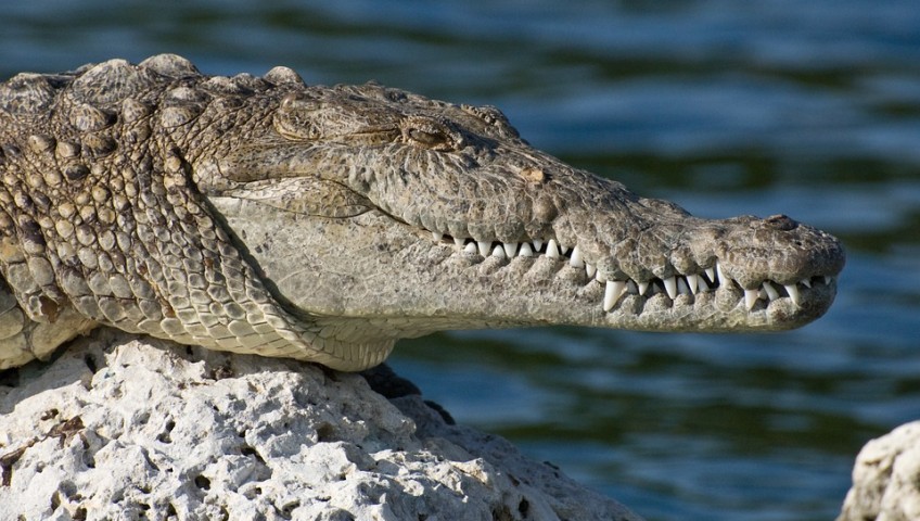 Alligator sitting on a rock, invasive species can be combated with garages.